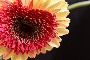 Güzel Gerbera koyu arkaplan, yaz konsepti, yakın görüş  