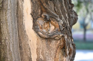 Ahşap doku arkaplanını kapat