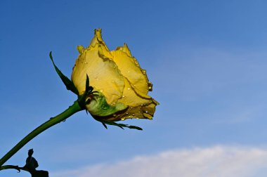Gökyüzü arka planında güzel bir gül, yaz konsepti, yakın manzara  