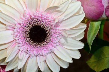 Koyu arkaplanda güzel çiçekler, yaz konsepti, yakın manzara