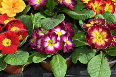 Güneşli yaz gününde bahçede yetişen güzel çiçekler. 