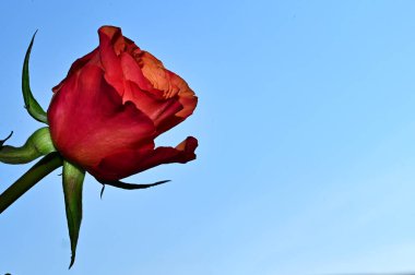 Mavi arka planda narin gül çiçekleri