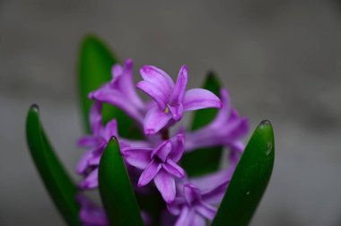 Güneşli yaz gününde bahçede yetişen güzel çiçekler. 