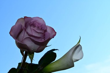 Mavi arka planda güzel çiçekler