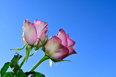 Mavi gökyüzü arka planında yumuşak güller