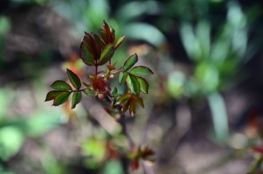 Güneşli yaz gününde bahçede güzel gül yapraklarının yakın manzarası 