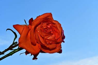 Mavi arka planda renkli çiçekler açar.