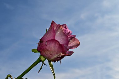 Mavi gökyüzü arka planında yumuşak güller