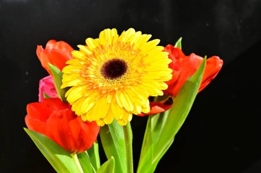 Güzel lale ve Gerbera çiçekleri koyu arka planda, yaz konsepti, yakın görüş  