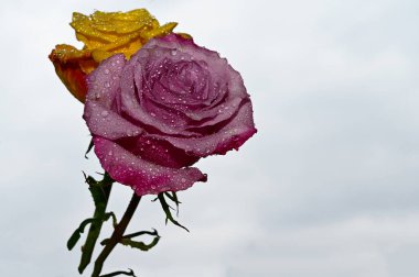 Mavi gökyüzü arka planında renkli güller