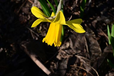 Güneşli yaz gününde bahçede yetişen güzel nergis. 