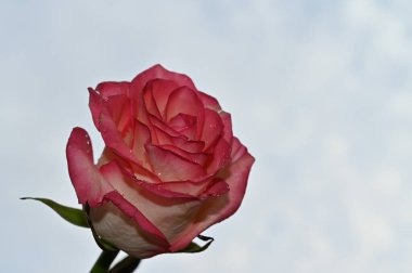 Mavi arka planda narin gül çiçekleri