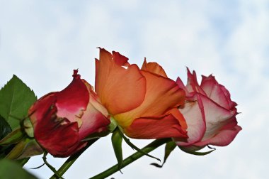 Mavi gökyüzü arka planında renkli güller