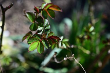 Güneşli yaz gününde bahçede güzel gül yapraklarının yakın manzarası 