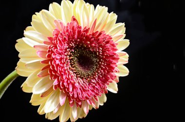 Güzel Gerbera koyu arkaplan, yaz konsepti, yakın görüş  