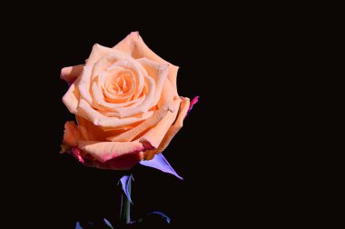 Koyu arkaplanda güzel bir gül, yaz konsepti, yakın görüş  