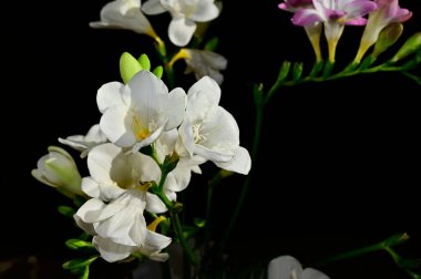 Koyu arkaplanda güzel çiçekler, yaz konsepti, yakın manzara  