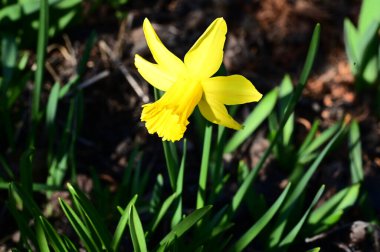 Güneşli yaz gününde bahçede yetişen güzel nergis. 