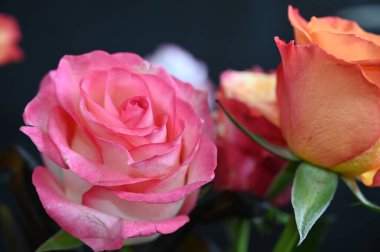 Koyu arkaplanda güzel güller, yaz konsepti, yakın manzara  