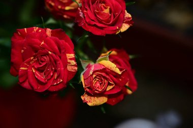 Siyah arka planda yumuşak çiçekler. Kapat..