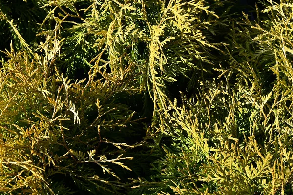 옥외에 침엽수 — 스톡 사진