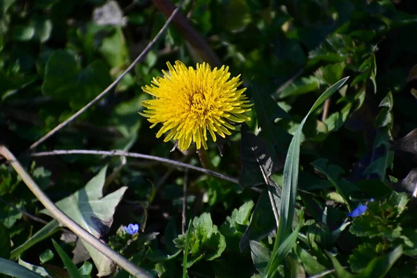 Vackra Blommor Xer Trã Dgã Rden Sommaren Solig Dag — Stockfoto