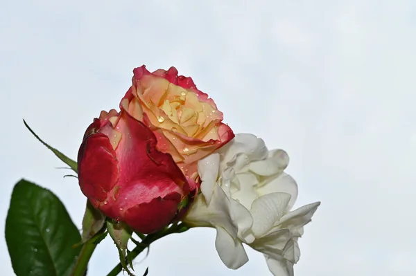 Krásná Kytice Květin Modrém Pozadí Oblohy — Stock fotografie