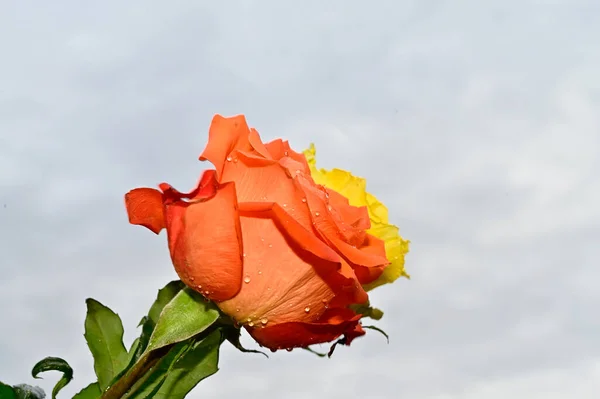 Jemné Růže Modrém Pozadí Oblohy — Stock fotografie