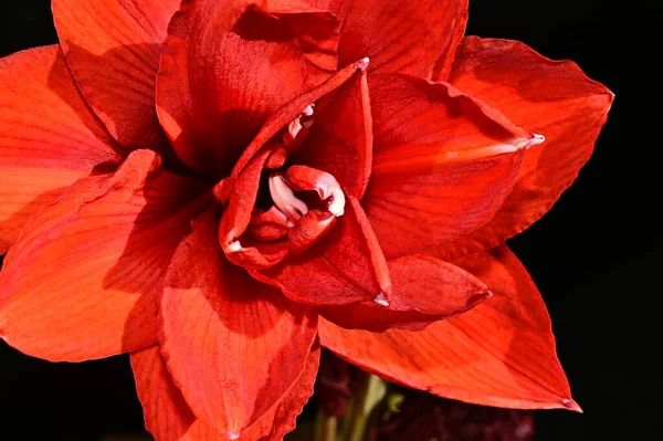 Schöne Rote Blume Auf Schwarzem Hintergrund — Stockfoto