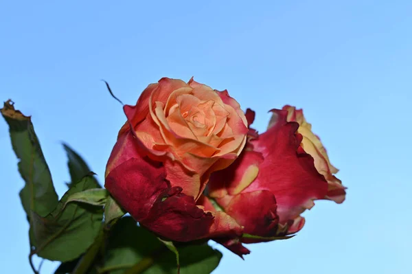 Des Roses Colorées Fleurissent Sur Fond Bleu Ciel — Photo