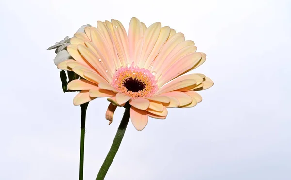 Belles Fleurs Sur Fond Ciel Bleu — Photo