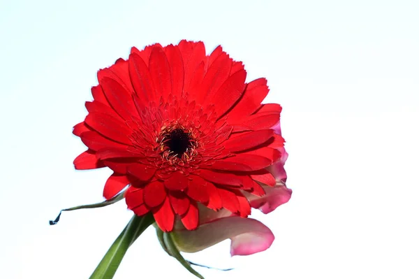 Schöne Rosen Und Gerbera Blüten Auf Himmelshintergrund Sommerkonzept Nahsicht — Stockfoto