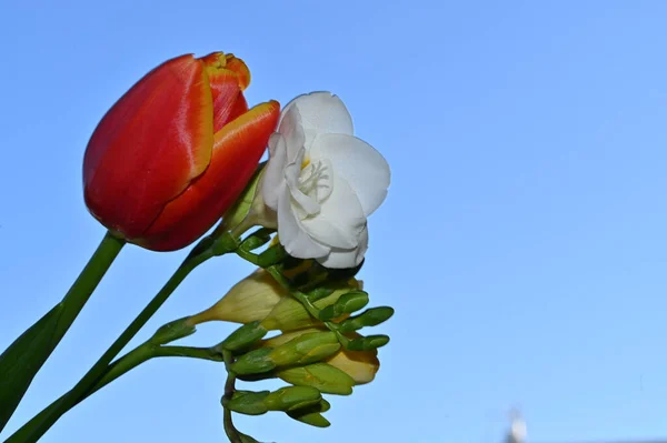 Belas Flores Fundo Céu Azul — Fotografia de Stock