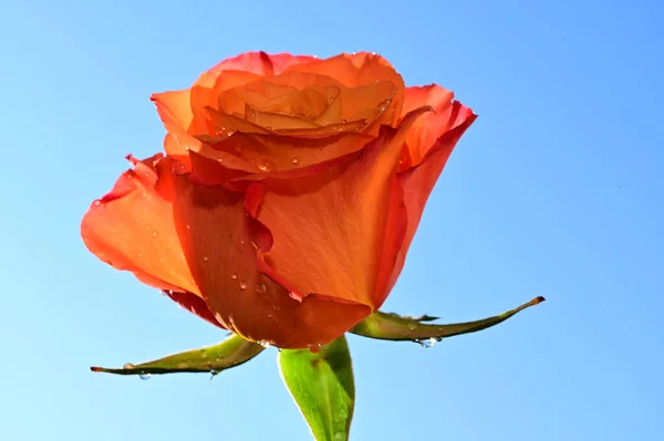 Крихка Троянда Розквітає Фоні Блакитного Неба — стокове фото