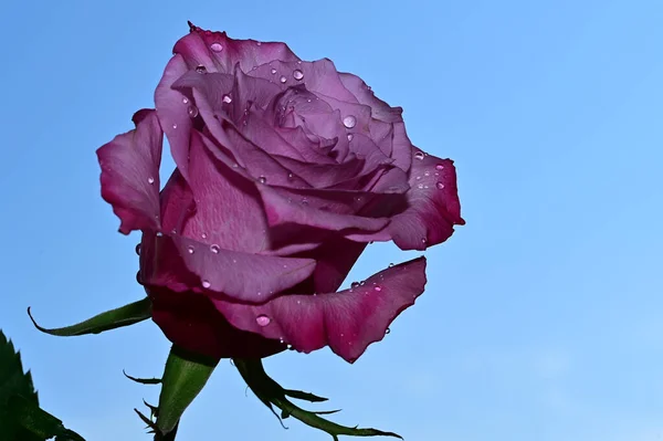 Fragile Rose Blossom Blue Sky Background — Stock Photo, Image