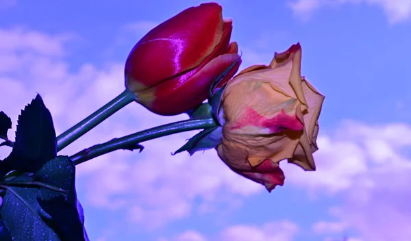 Красивые Цветы Розы Тюльпана Фоне Неба Летняя Концепция Близкий Вид — стоковое фото