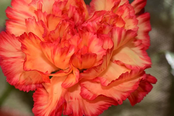 Beautiful Carnation Dark Background Summer Concept Close View — Stock Photo, Image