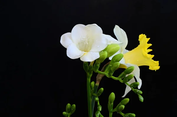 深色背景的美丽花朵 夏日概念 — 图库照片