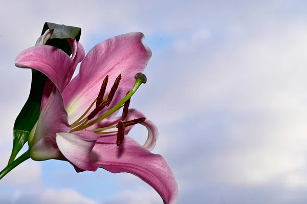 Flores Coloridas Florescem Fundo Céu Azul — Fotografia de Stock