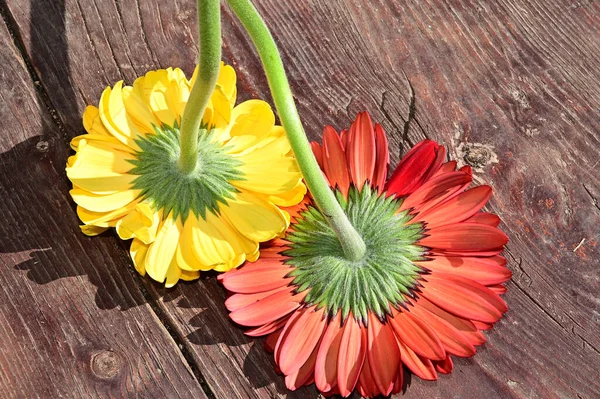 Schöne Gerbera Blumen Auf Holzgrund Sommerkonzept Nahsicht — Stockfoto