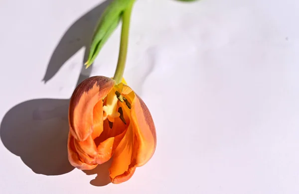 Hermoso Tulipán Sobre Fondo Claro Concepto Verano Vista Cercana —  Fotos de Stock