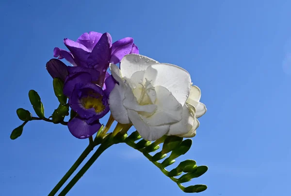 Fleurs Fragiles Fleurissent Sur Fond Bleu Ciel — Photo
