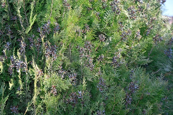 Vista Las Plantas Growing Jardín Verano Día Soleado — Foto de Stock