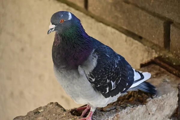 Pequeno Pombo Bonito Sentado Livre Vista Perto — Fotografia de Stock