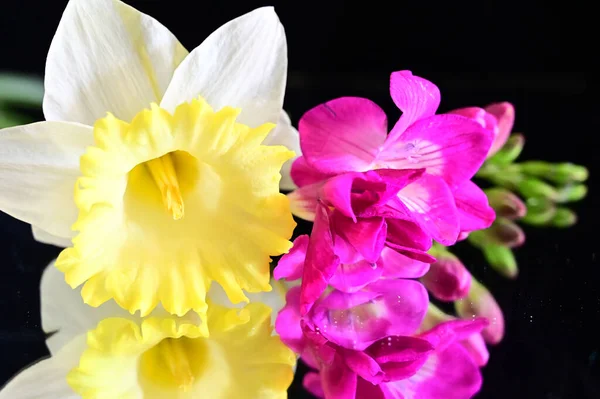 Flores Tiernas Sobre Fondo Negro Cerca —  Fotos de Stock