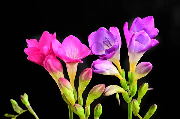 어두운 배경에 아름다운 꽃다발 가까이 — 스톡 사진