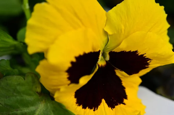 Hermosas Flores Que Crecen Jardín Verano Día Soleado — Foto de Stock