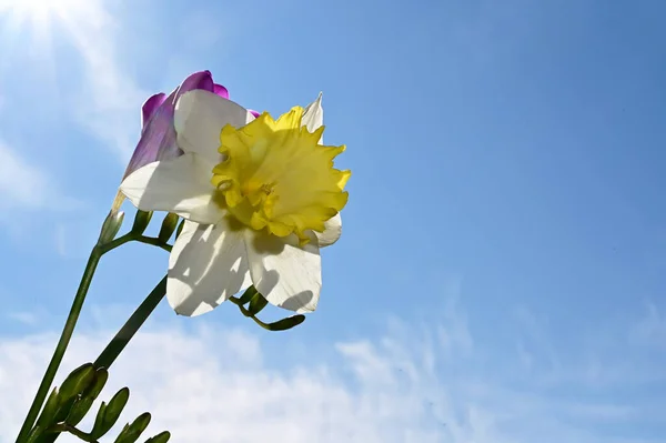 Niesamowite Kwiaty Kwitną Zielonymi Liśćmi Tle Błękitnego Nieba — Zdjęcie stockowe
