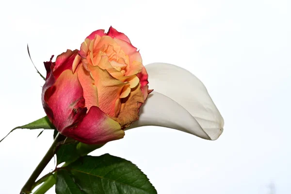 Hermosas Flores Rosas Calas Fondo Del Cielo Concepto Verano Vista — Foto de Stock