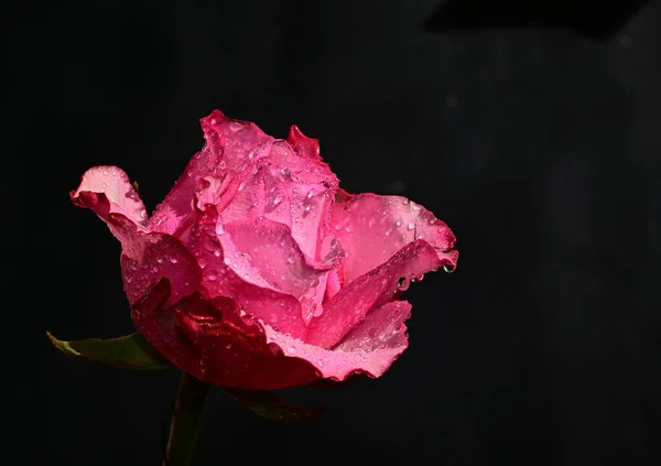 Gyengéd Virágok Fekete Háttérrel Közelről — Stock Fotó